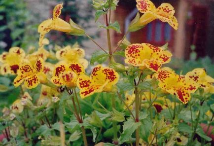 Mimulus (burete)