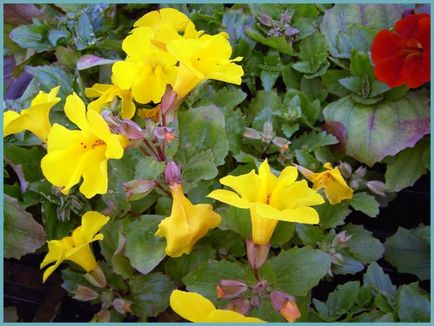 Mimulus (burete)