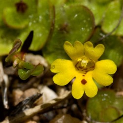 Mimulus (burete)