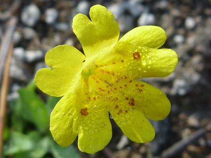 Mimulus (burete)