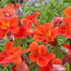 Mimulus (burete)