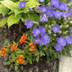 Mimulus (burete)