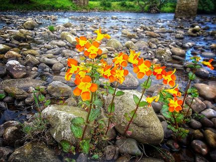 Mimulus (burete)