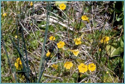 Mimulus (burete)