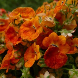 Mimulus (burete)