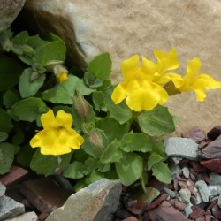 Mimulus (burete)