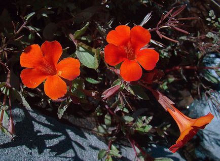 Mimulus (burete)