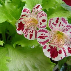 Mimulus (burete)