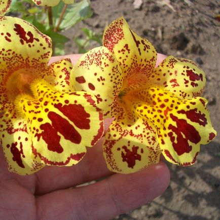 Mimulus - descriere, reproducere, îngrijire, plantare, fotografie, aplicație grădină, soiuri și specii