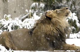 Minsk Zoo, Minsk