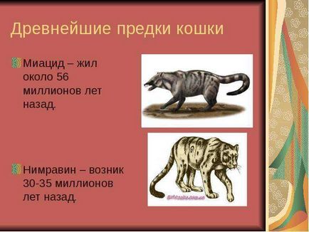 Світ домашніх кішок презентацію підготувала учениця 1 Б класу