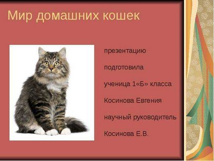 Світ домашніх кішок презентацію підготувала учениця 1 Б класу