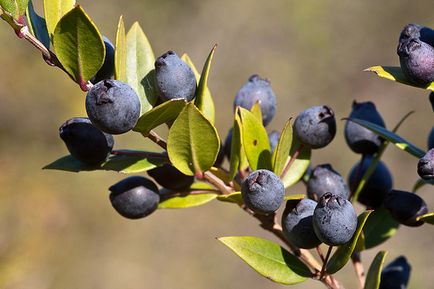 Myrtle - myrtus fotó, termesztési feltételek, ellátás és szaporítása