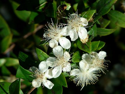 Myrtus - fotografii myrtus, condiții de creștere, îngrijire și reproducere