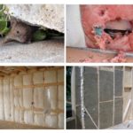 Mouse-uri într-o casă cadru - cum să lupte și să protejeze casa