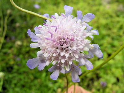 Scabiozele perene Cultivarea corectă