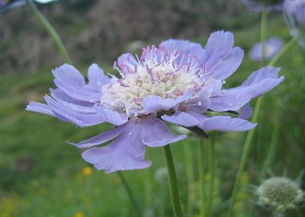 Scabiozele perene Cultivarea corectă