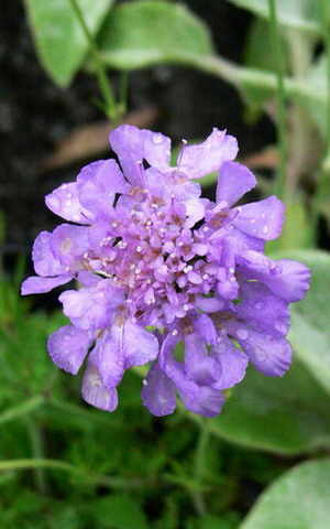 Scabiozele perene Cultivarea corectă