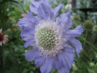 Scabiozele perene Cultivarea corectă