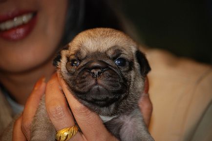 Pug - câine acasă harlequin