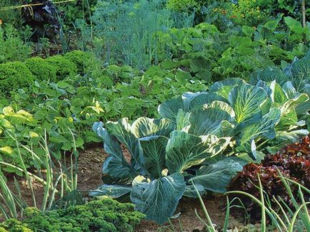 Puteți sau nu puteți planta răsaduri în căldură, apă de castraveți, roșii, de lucru, alerga,