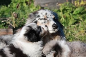Meg tudjuk adni a kölyök hal, a kölyök (puppy) Meg tudjuk adni a kölyök hal, a kölyök