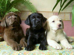 Meg tudjuk adni a kölyök hal, a kölyök (puppy) Meg tudjuk adni a kölyök hal, a kölyök