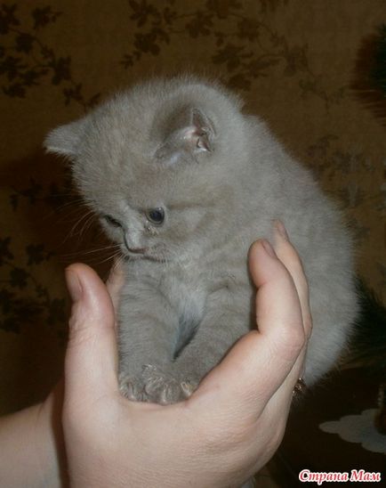 Este posibil sa se casatoreasca cu amanta pisicii)) - mamele de tara