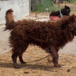 Moody vagy magyar juhászkutya ősi fajta terelő kutya
