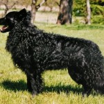 Moody vagy magyar juhászkutya ősi fajta terelő kutya
