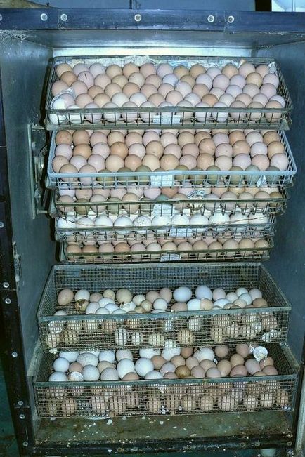 Măștile de rață în inferența incubatorului și incubarea ouălor