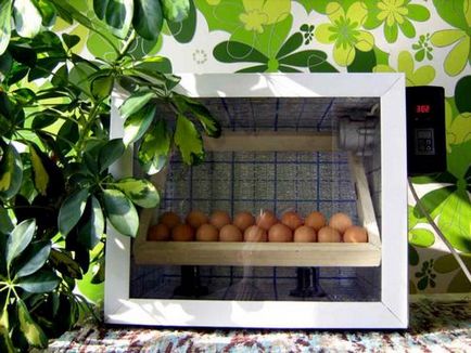 Мускусні качки в інкубаторі висновок і інкубація яєць