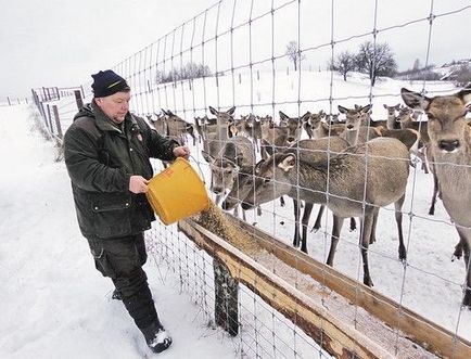 На яке заклинання відгукуються олені і чому не можна гладити оленят