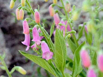 Digitalis de soiuri perene (42 de fotografii), crescând din semințe, plantare și îngrijire în câmp deschis,