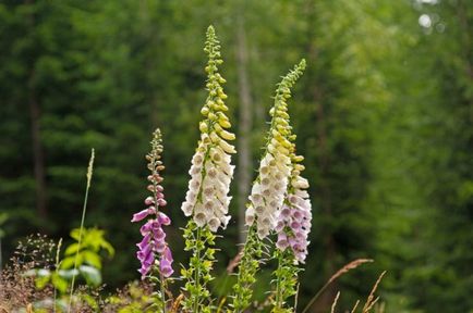 Digitalis de soiuri perene (42 de fotografii), crescând din semințe, plantare și îngrijire în câmp deschis,