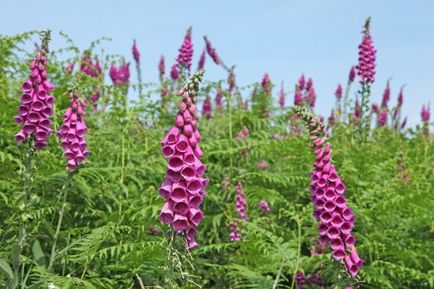 Digitalis purpuriu (roșu) cultivare, fotografie