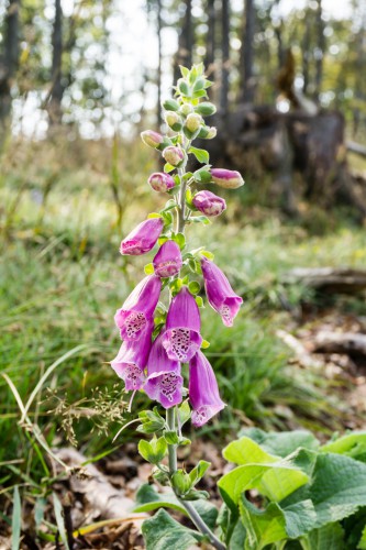 Digitalis purpuriu (roșu) cultivare, fotografie