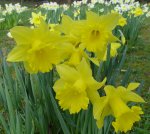 Narcissus a történelem és a legendák - a kert virágok, virágok Szibériában