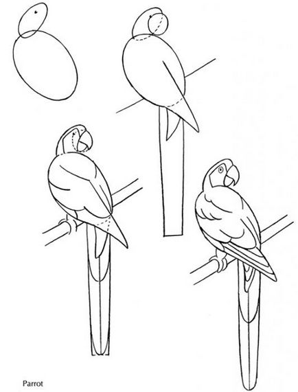 Кілька рекомендацій про те, як намалювати папугу
