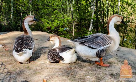 Gradina zoologica din Nizhny Novgorod 