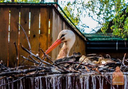 Gradina zoologica din Nizhny Novgorod 