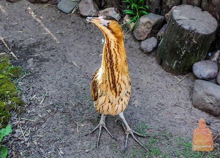 Gradina zoologica din Nizhny Novgorod 