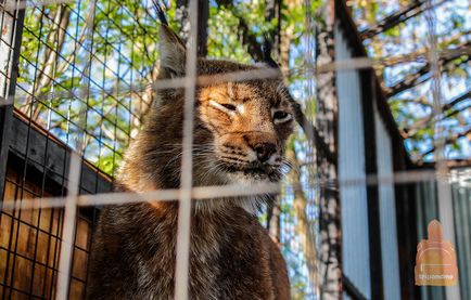 Gradina zoologica din Nizhny Novgorod 