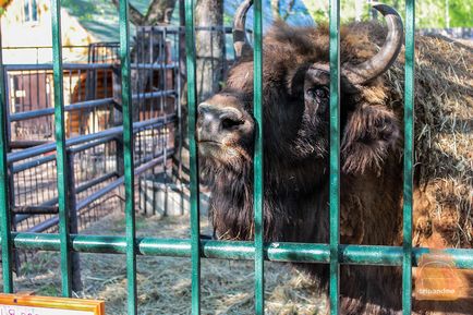 Gradina zoologica din Nizhny Novgorod 