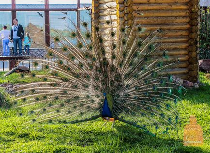 Gradina zoologica din Nizhny Novgorod 