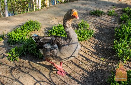 Gradina zoologica din Nizhny Novgorod 