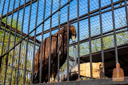 Gradina zoologica din Nizhny Novgorod 