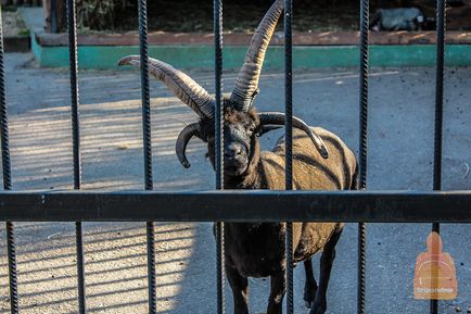 Gradina zoologica din Nizhny Novgorod 