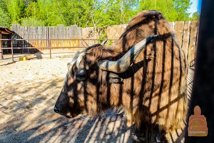 Gradina zoologica din Nizhny Novgorod 