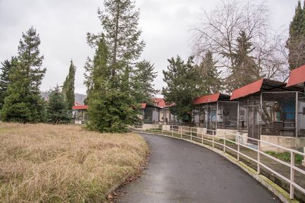 Мавпячий розплідник в сочи